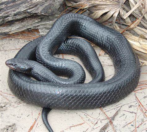 A picture of a black snake.